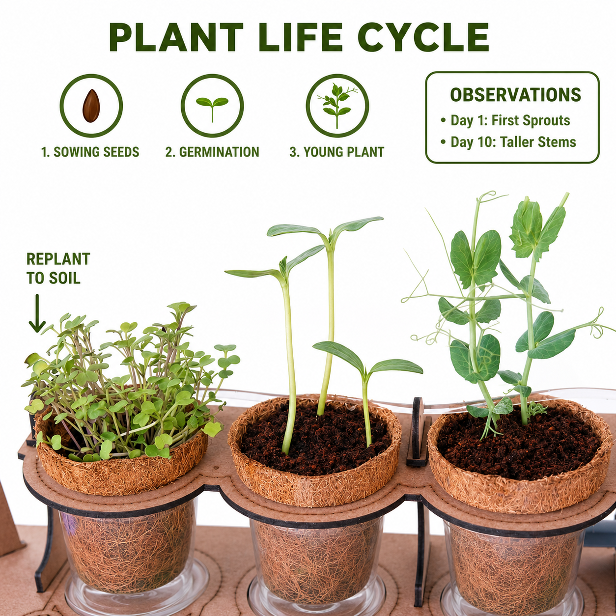 Little Farmer Gardening DIY Kit - Grow your Real Plants at Home & Learn Science - For Age 5+